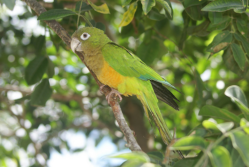 Aratinga kaktusová - Aratinga cactorum
